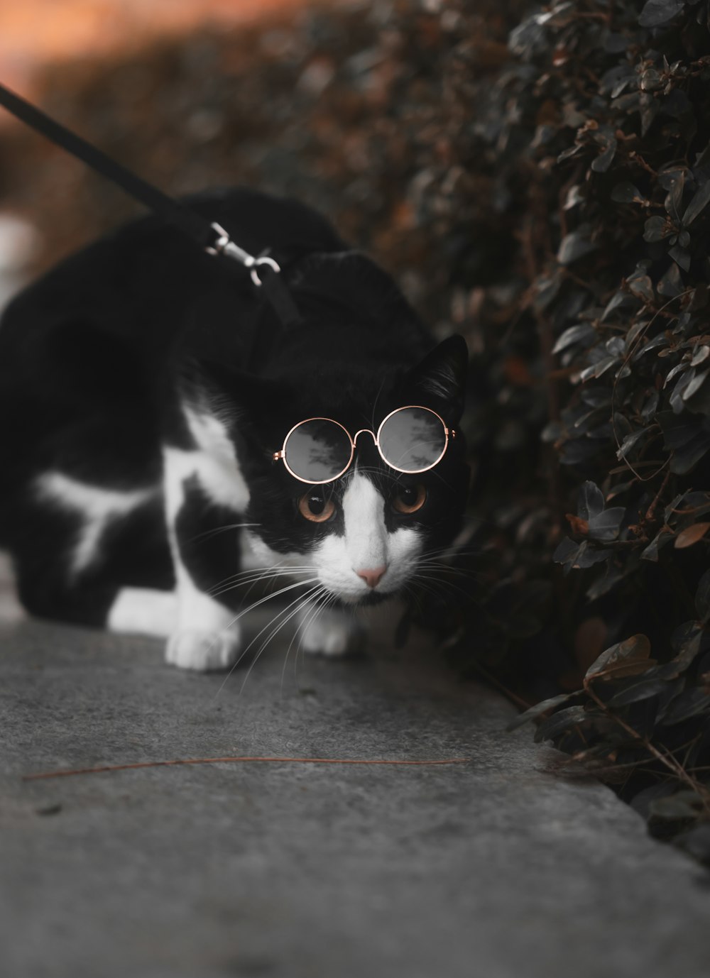 eine schwarz-weiße Katze mit Brille und Leine