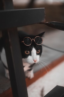 A black and white cat is seen wearing round, gold-rimmed sunglasses perched on its head. The cat is crouched underneath a dark metal structure, with its wide eyes looking attentively ahead. Its whiskers are prominently visible, and the background is blurred, suggesting an outdoor setting.