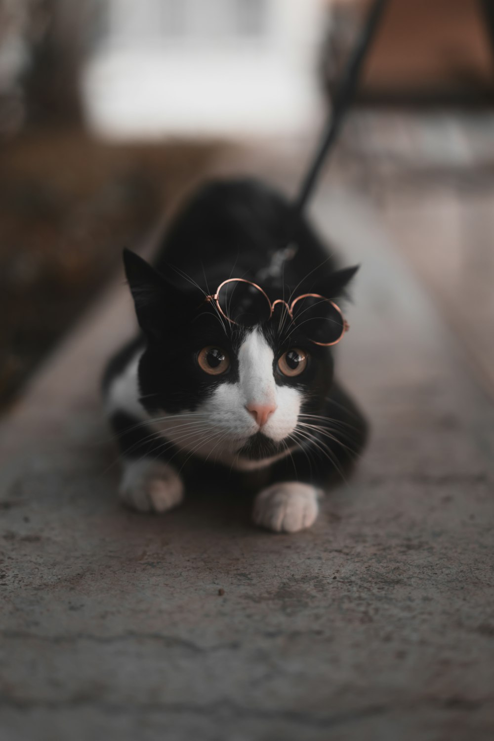 a black and white cat laying on the ground