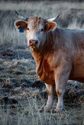 A light brown cow stands in a grassy field with a blue ear tag marked with the number 38. The cow has long curved horns, a textured coat, and is looking directly at the viewer. The background consists of dry grass and a muted landscape.
