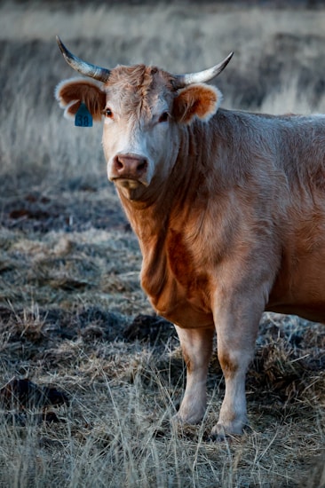A light brown cow stands in a grassy field with a blue ear tag marked with the number 38. The cow has long curved horns, a textured coat, and is looking directly at the viewer. The background consists of dry grass and a muted landscape.