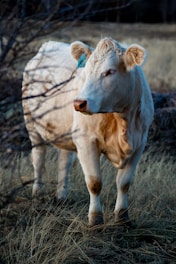 a brown and white cow standing on top of a grass covered field