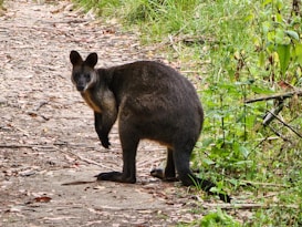 A wallaby is standing on a dirt path surrounded by lush greenery. The wallaby is facing the camera with its right hind leg slightly forward, appearing alert and curious. The foliage around is dense with various shades of green, while the path is covered with dry leaves and small stones.