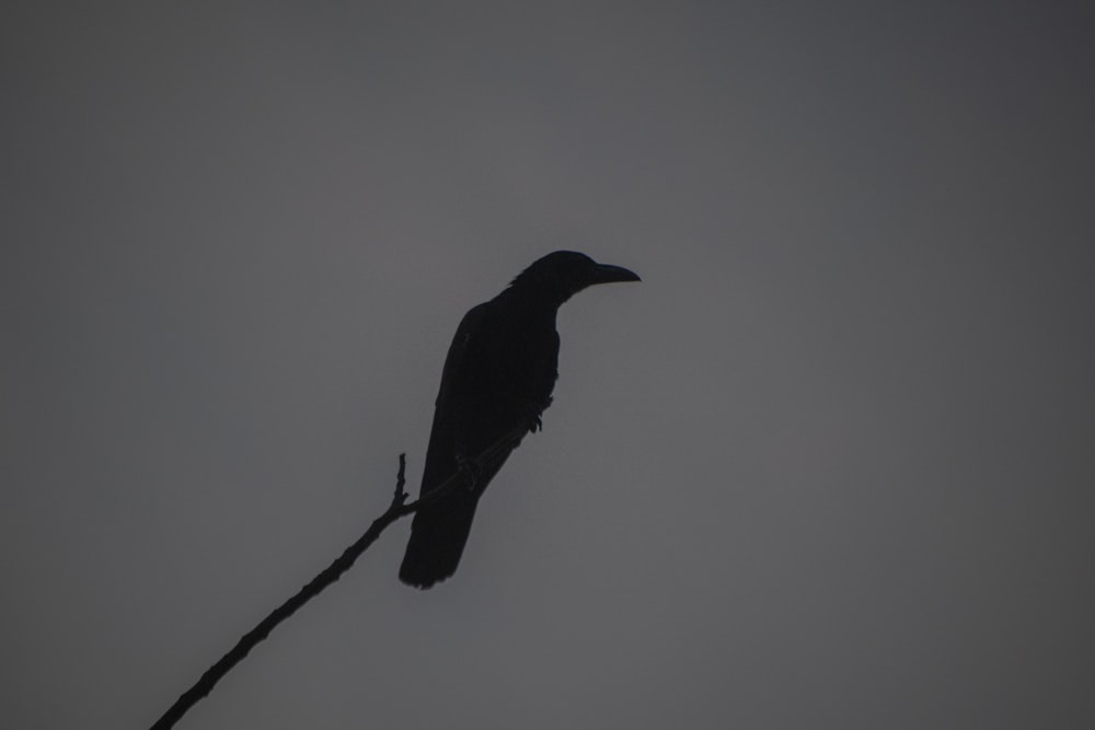 Ein schwarzer Vogel sitzt auf einem Ast