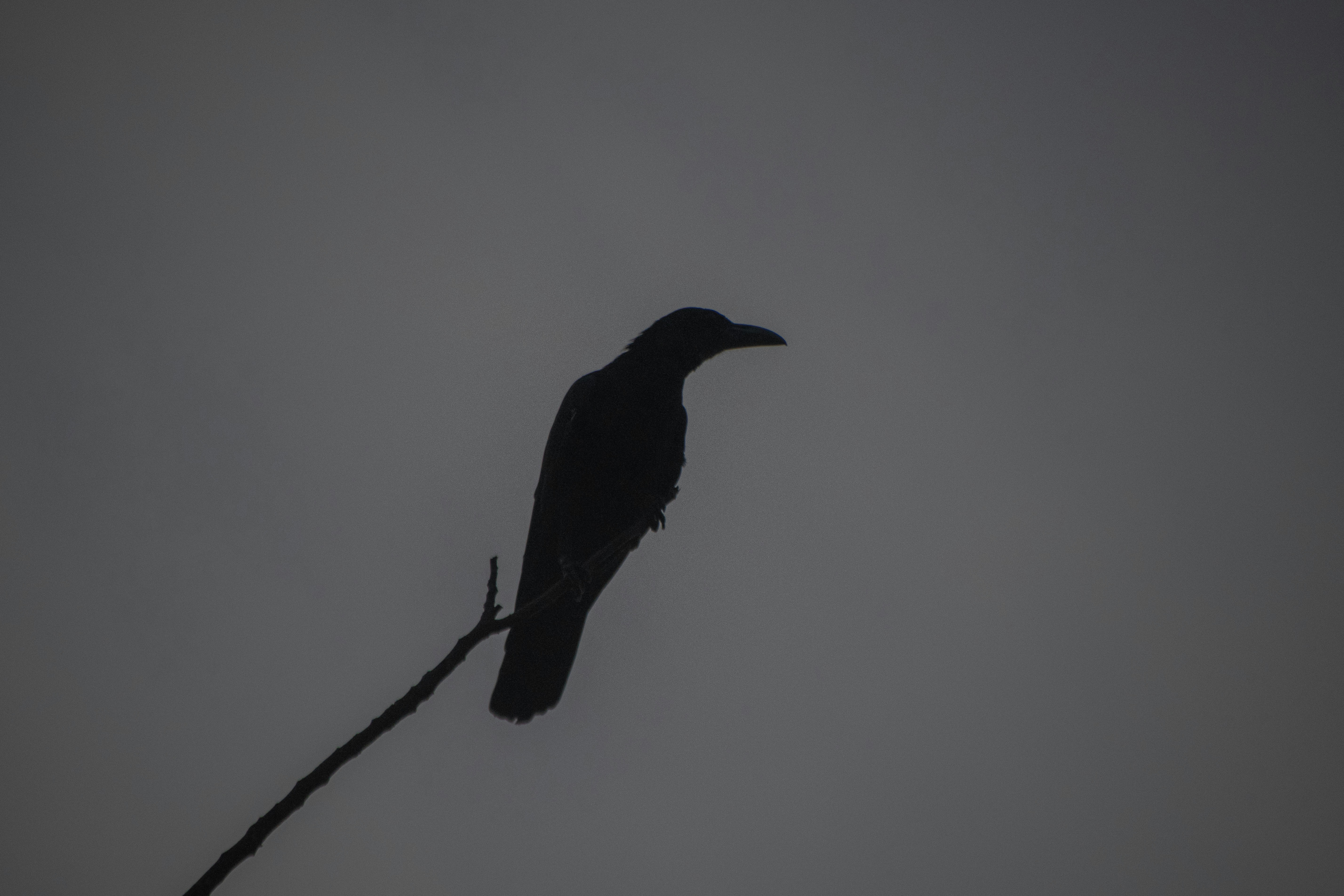 Mastering the Art of Nano Aquascaping