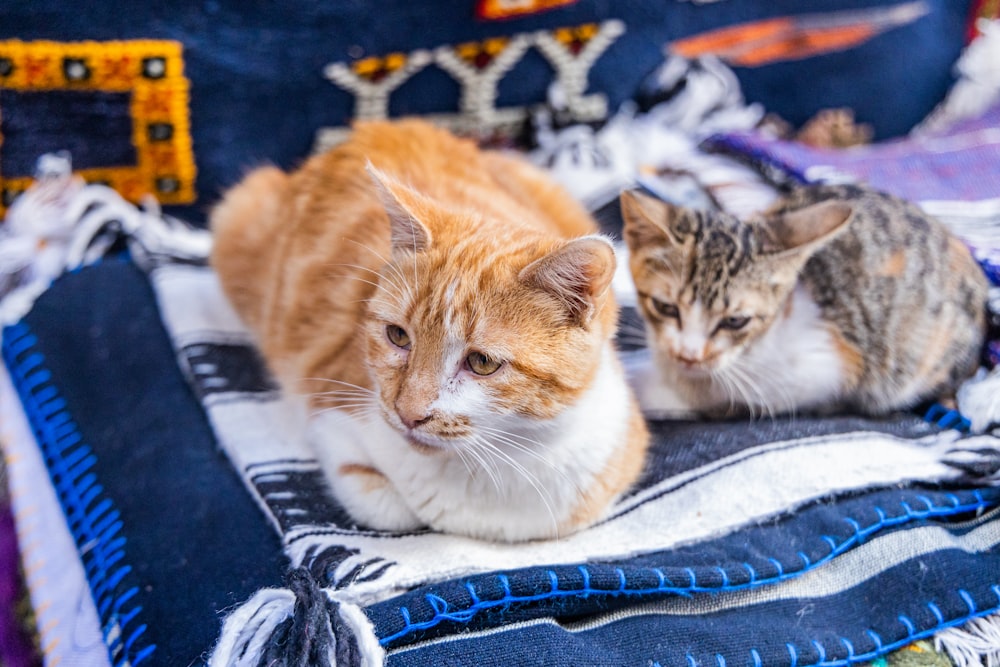 a couple of cats laying on top of a blanket