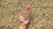 A hand holding a small pile of unroasted coffee beans over a larger spread of similar beans.