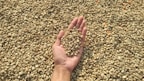 A hand holding a small pile of unroasted coffee beans over a larger spread of similar beans.