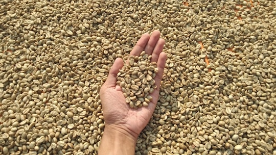 Hands exchanging green coffee beans between a Mexican farmer and a roaster.