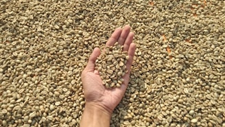 A hand holding a small pile of unroasted coffee beans over a larger spread of similar beans.