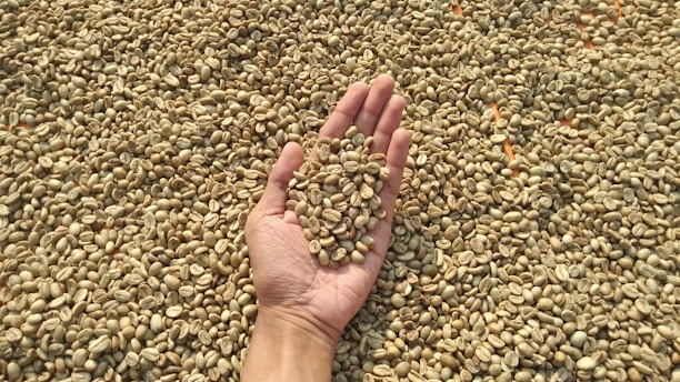 A hand holding a small pile of unroasted coffee beans over a larger spread of similar beans.