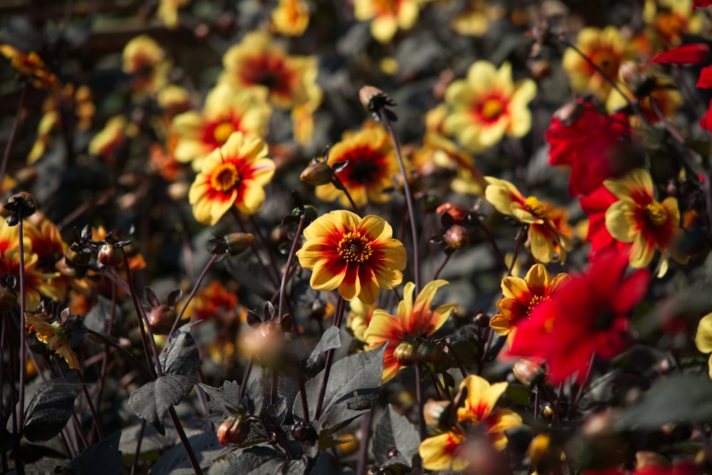 a bunch of yellow and red flowers in a field