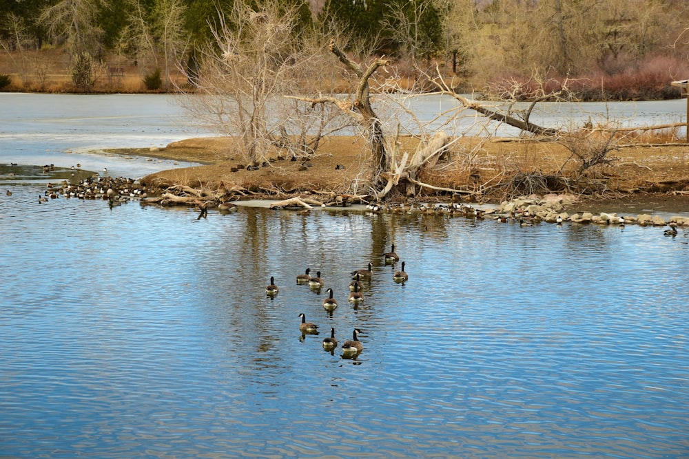 une volée de canards flottant au-dessus d’un lac