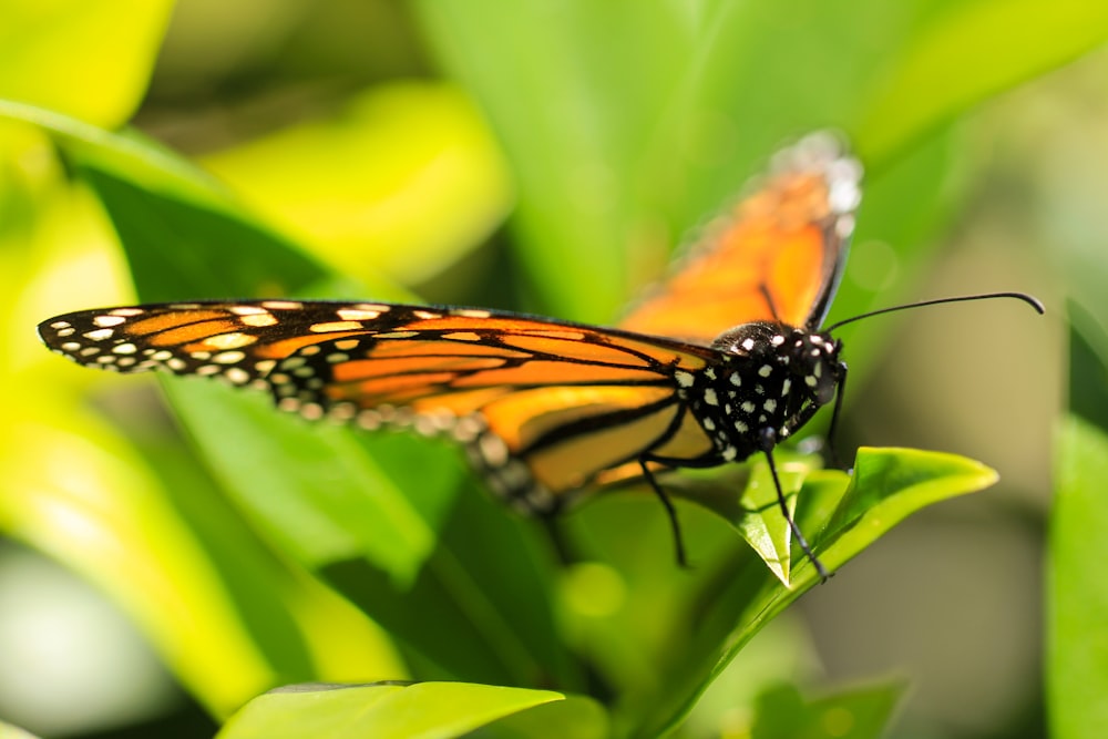 Un primer plano de una mariposa en una hoja