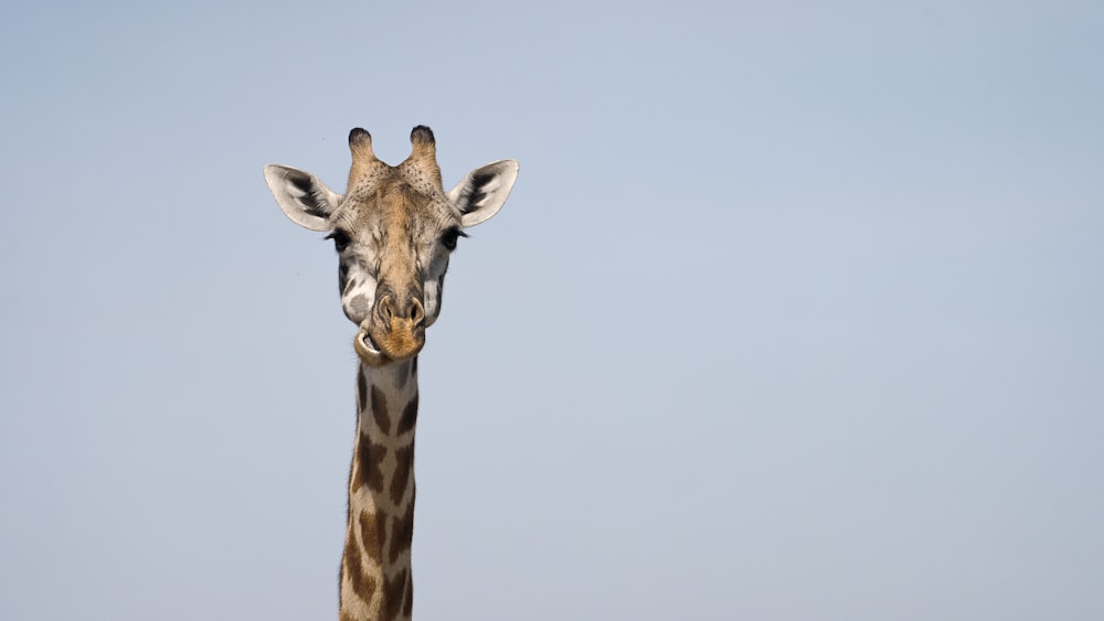 a close up of a giraffe's head against a blue sky