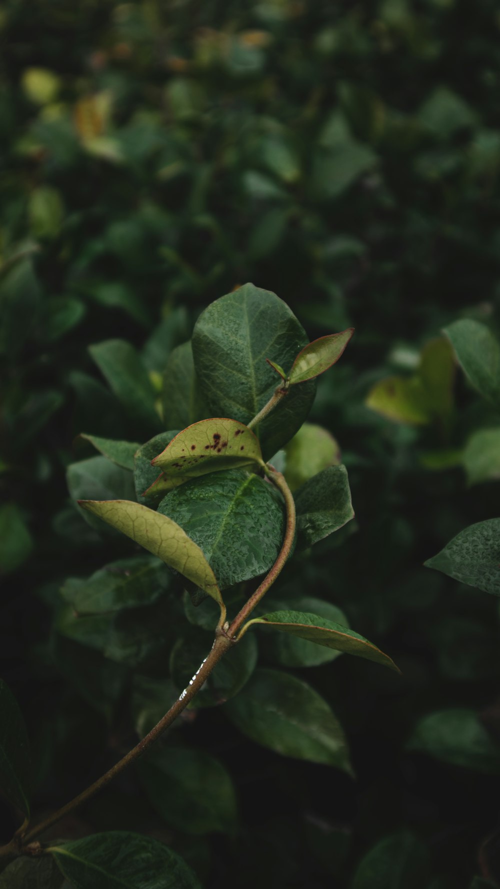 a green plant with leaves and a bug crawling on it