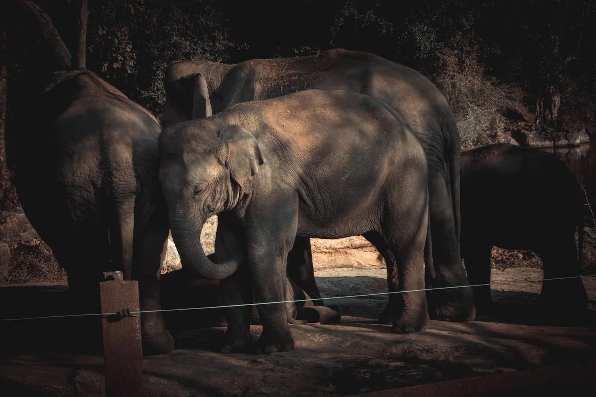 Bannerghatta Wildlife Day