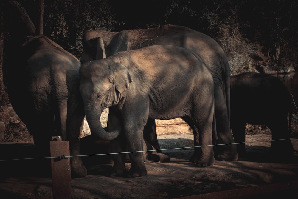 a group of elephants standing next to each other