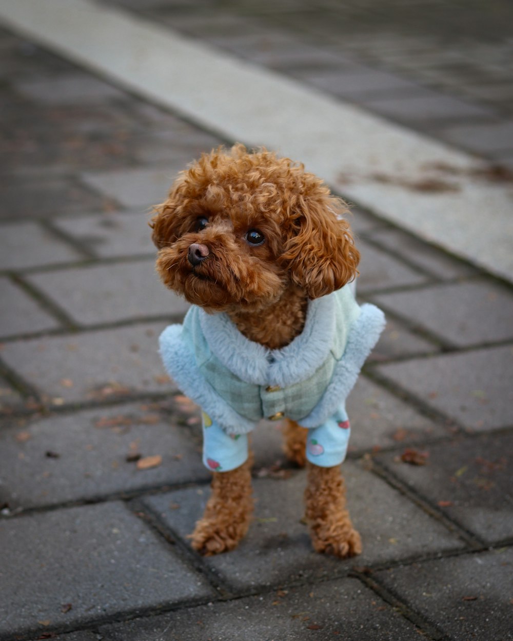 a small brown dog wearing a blue sweater