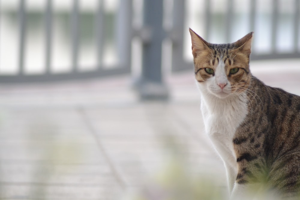 a cat sitting on the ground in front of a fence