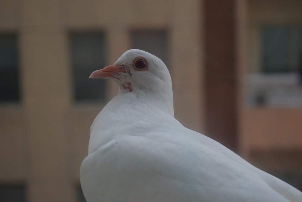 a close up of a white bird with a building in the background