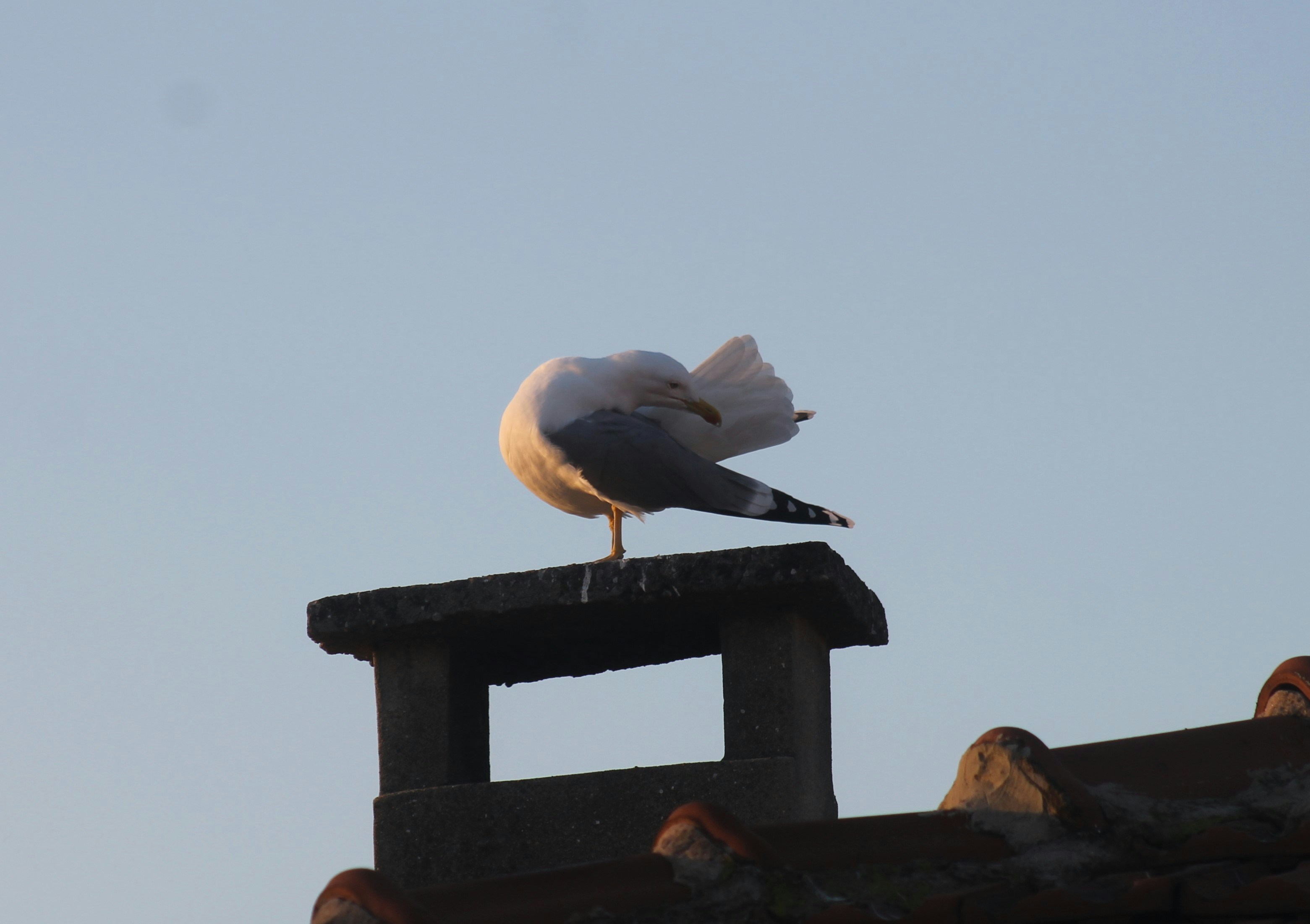 a seagull sitting on top of a roof