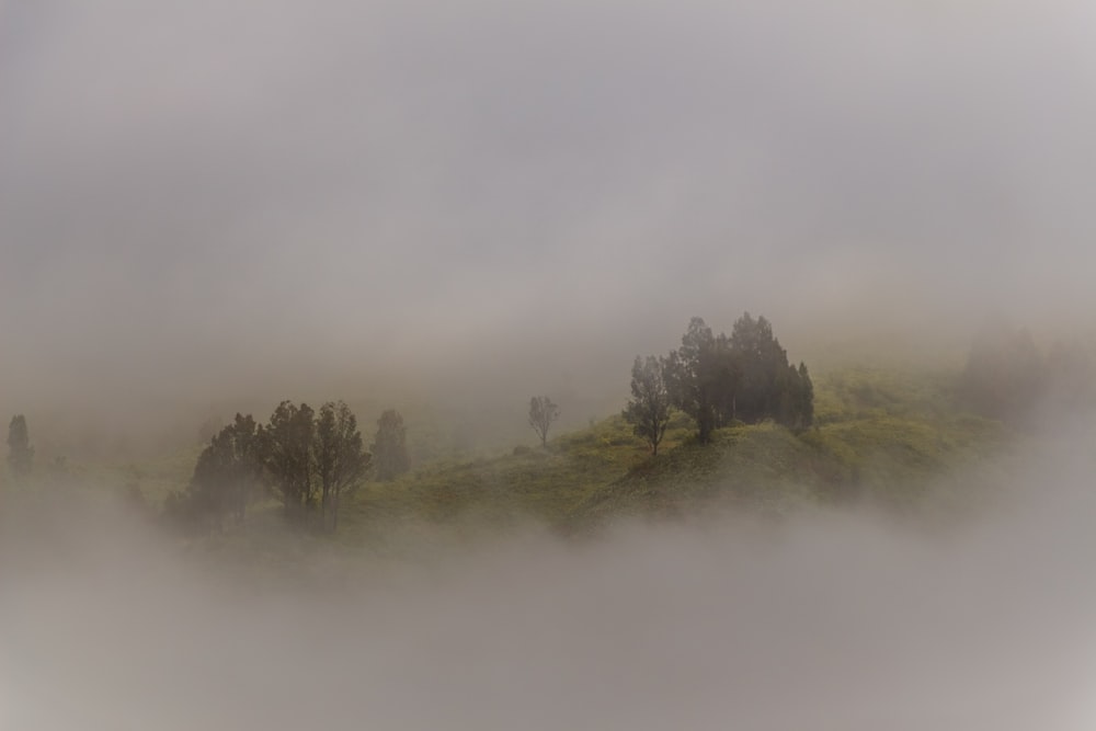a foggy landscape with trees on a hill