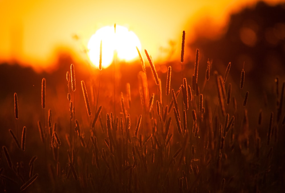 the sun is setting over a field of grass