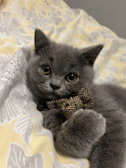 A kitten wearing a tiny bow tie and a soft sweater, perched on a wooden table.