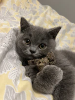 A curious kitten with a handmade bow tie sitting on a cozy knitted blanket.