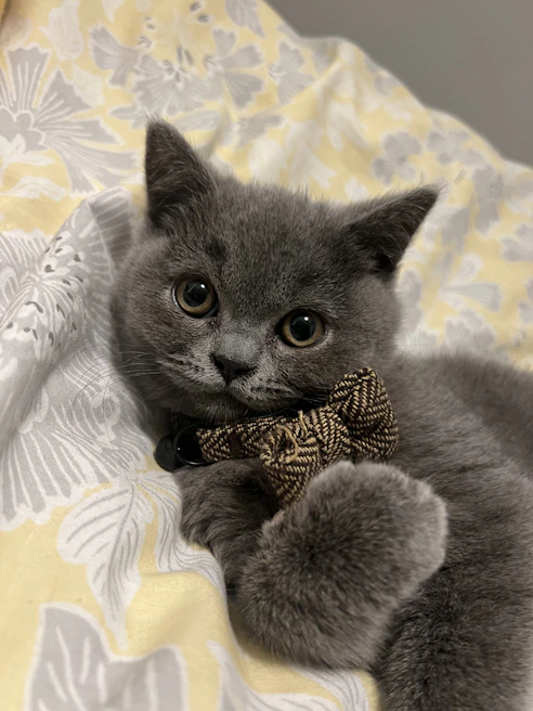 A fluffy cat with a pink bow tie posing on a vibrant patterned blanket