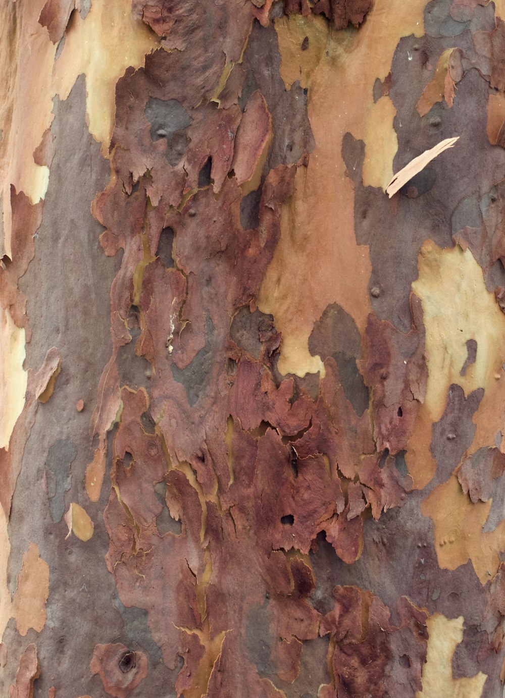 a close up of a tree trunk with brown and yellow leaves