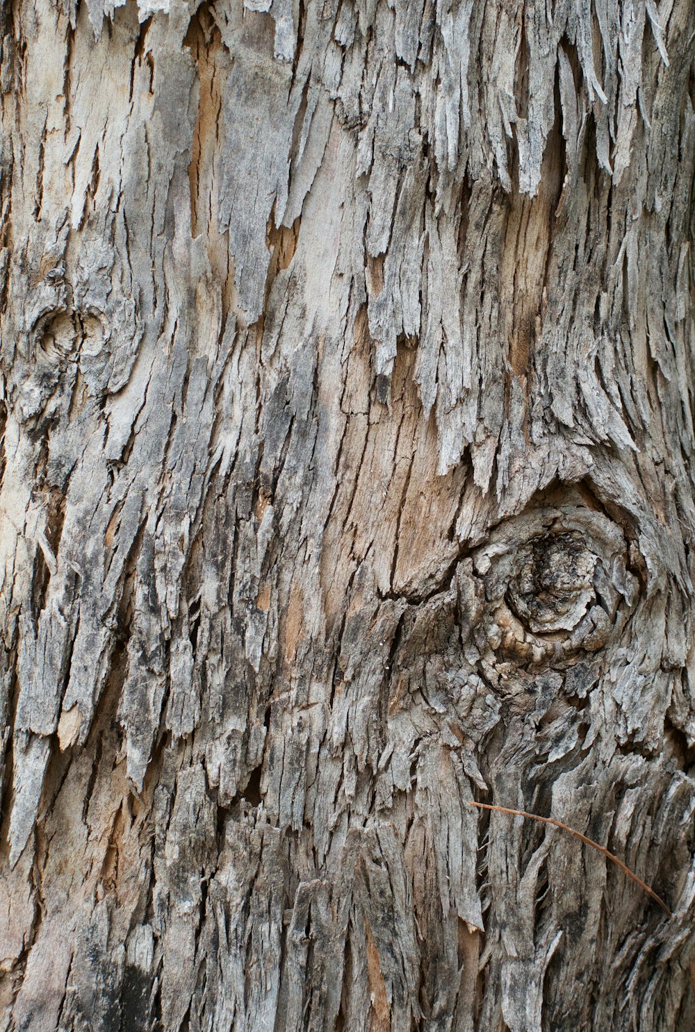 a close up of the bark of a tree