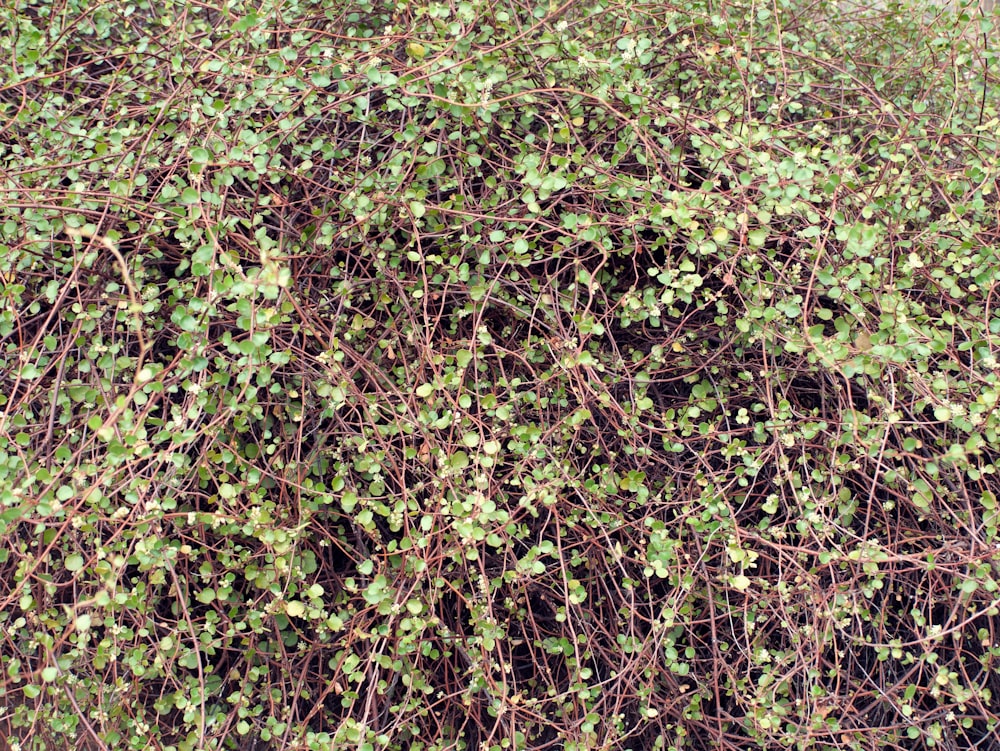 a bush with green leaves and brown stems