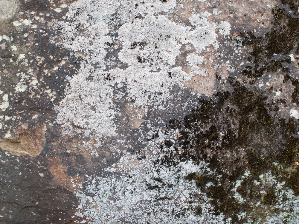 a close up of a rock with lichen on it