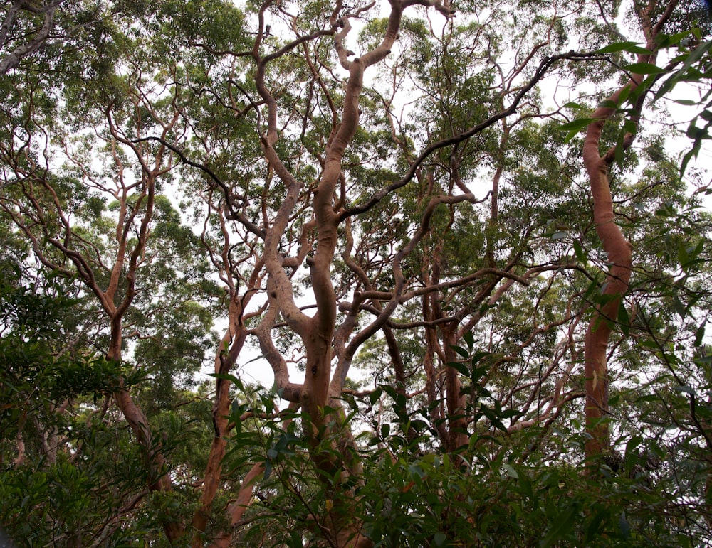 a group of trees that are next to each other