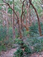 A dense forest scene with numerous eucalyptus trees featuring smooth, peeling bark in shades of brown and orange. The forest floor is covered with green shrubs and fallen leaves. Sunlight filters through the canopy, casting dappled light on the underbrush.