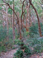 A dense forest scene with numerous eucalyptus trees featuring smooth, peeling bark in shades of brown and orange. The forest floor is covered with green shrubs and fallen leaves. Sunlight filters through the canopy, casting dappled light on the underbrush.