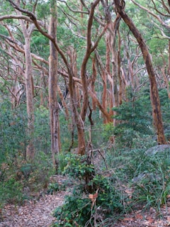 A dense forest scene with numerous eucalyptus trees featuring smooth, peeling bark in shades of brown and orange. The forest floor is covered with green shrubs and fallen leaves. Sunlight filters through the canopy, casting dappled light on the underbrush.