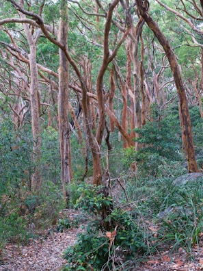 A dense forest scene with numerous eucalyptus trees featuring smooth, peeling bark in shades of brown and orange. The forest floor is covered with green shrubs and fallen leaves. Sunlight filters through the canopy, casting dappled light on the underbrush.