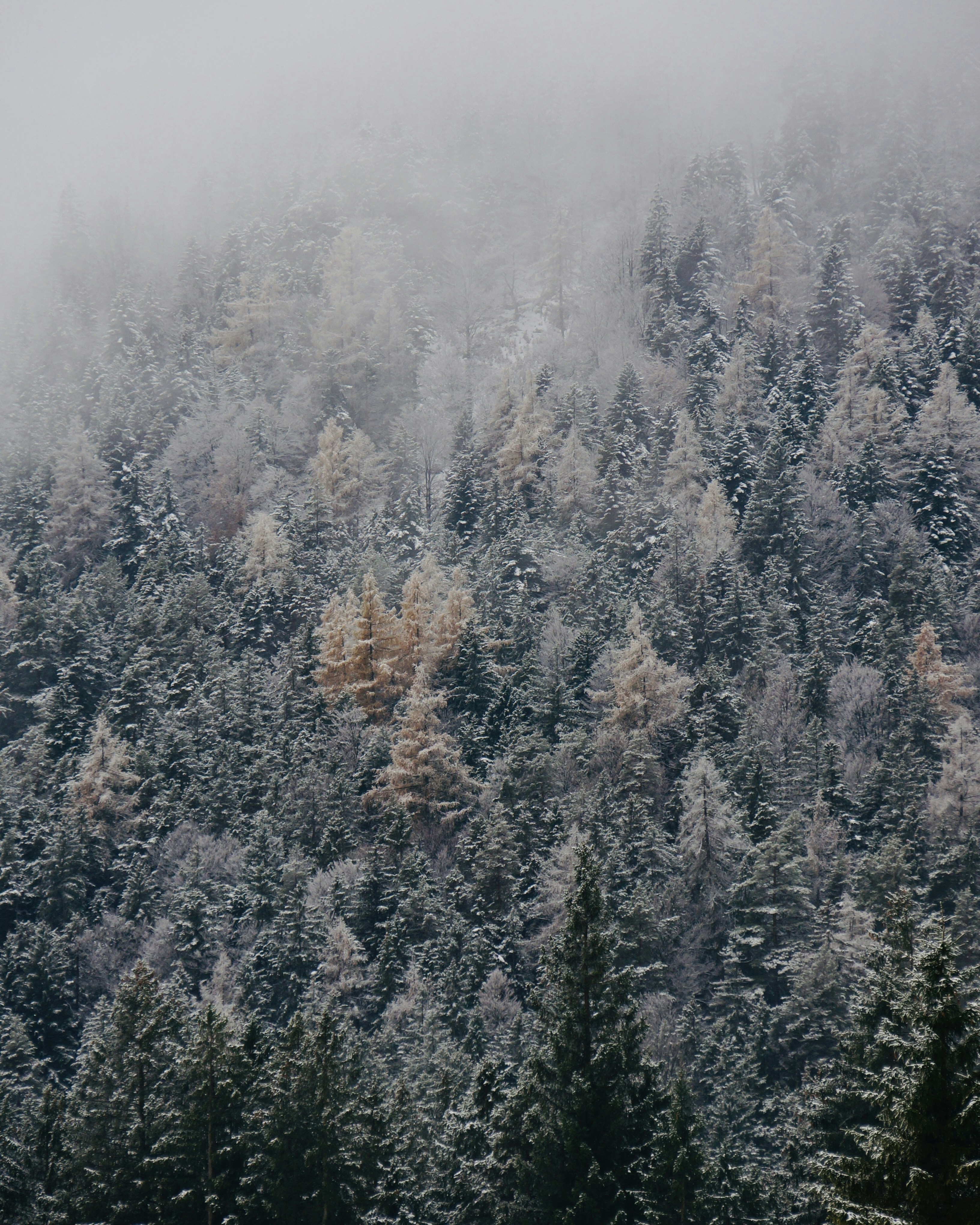 a forest covered in lots of trees covered in snow