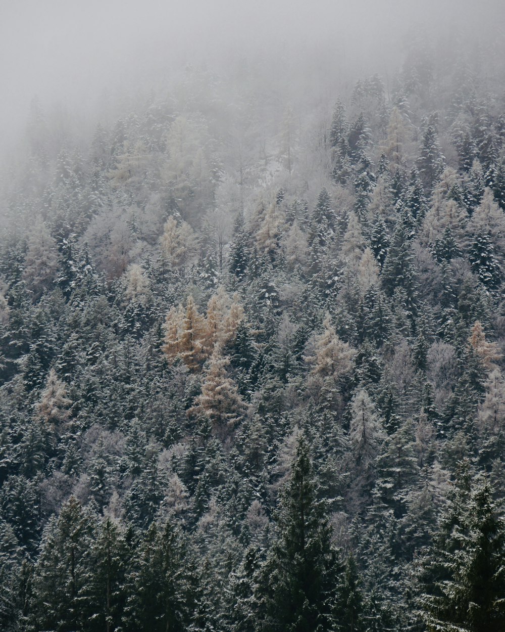 Ein Wald, der mit vielen schneebedeckten Bäumen bedeckt ist