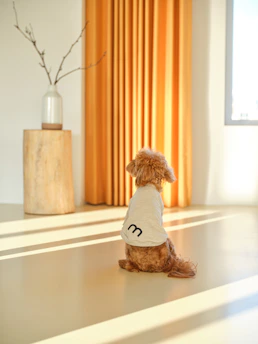 Happy dog wearing a handmade colorful shirt sitting in a sunny room.