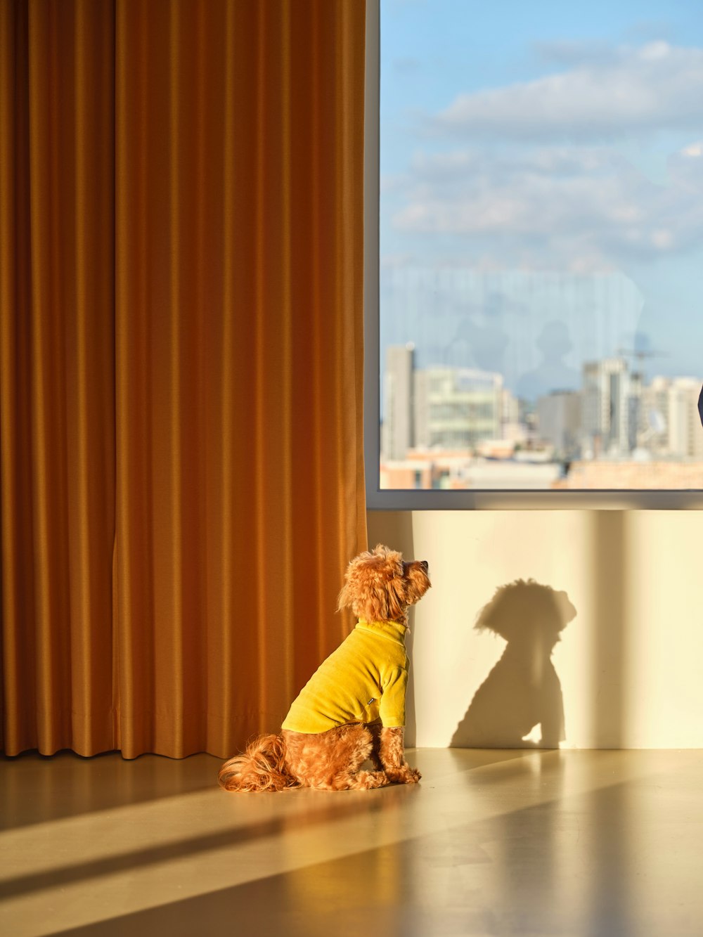 a small dog in a yellow shirt sitting in front of a window
