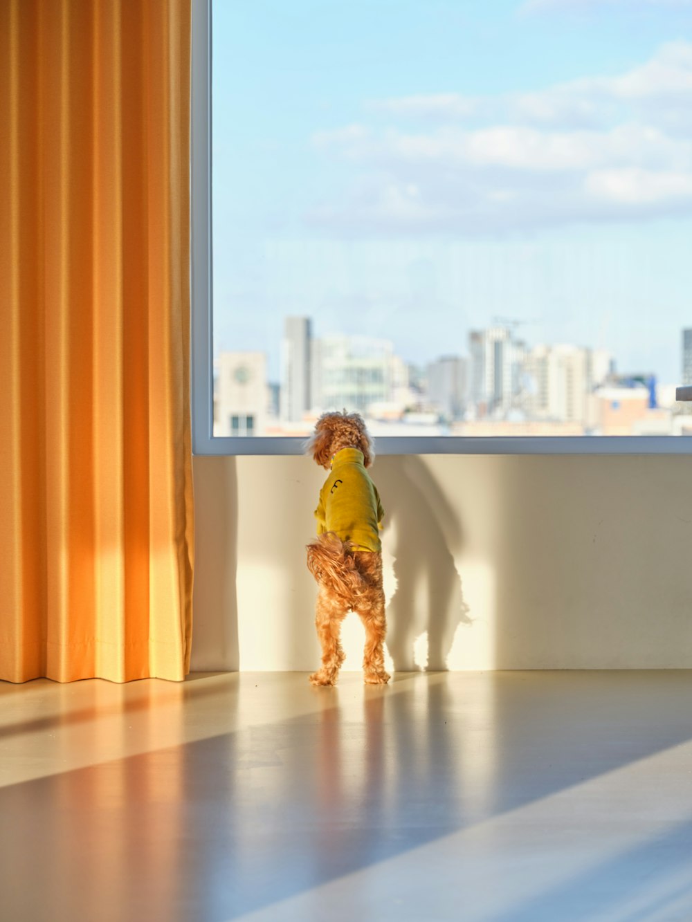 a small dog standing in front of a window