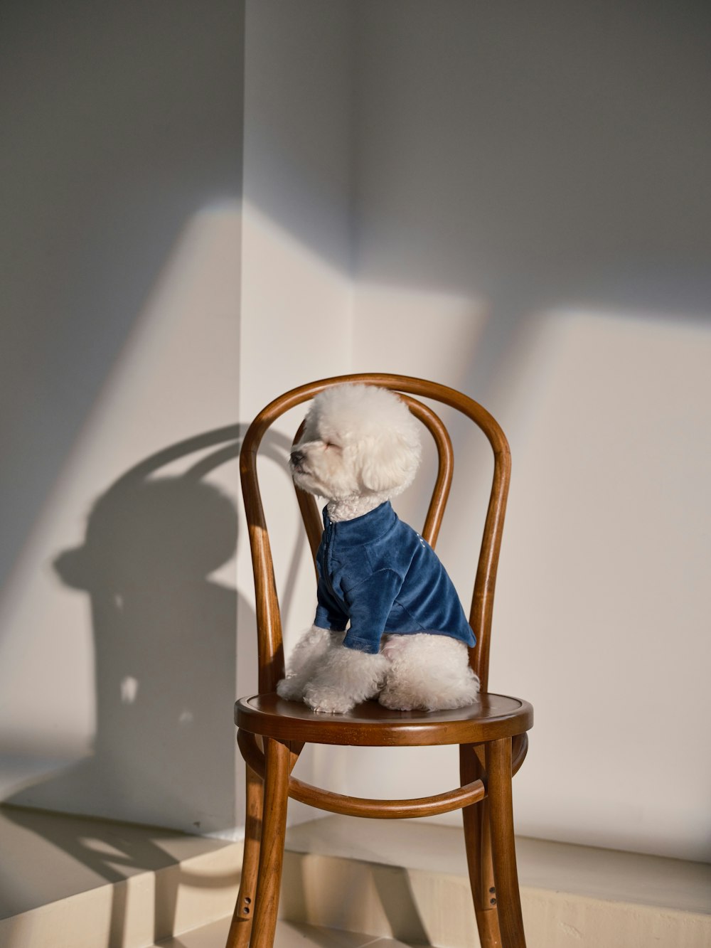 a small white dog wearing a blue shirt sitting on a wooden chair