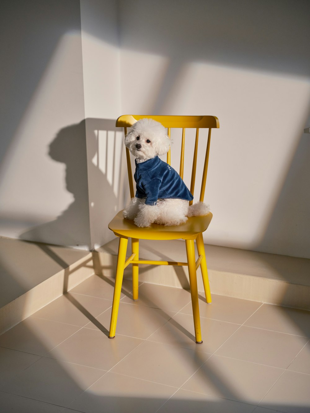 a small white dog sitting in a yellow chair