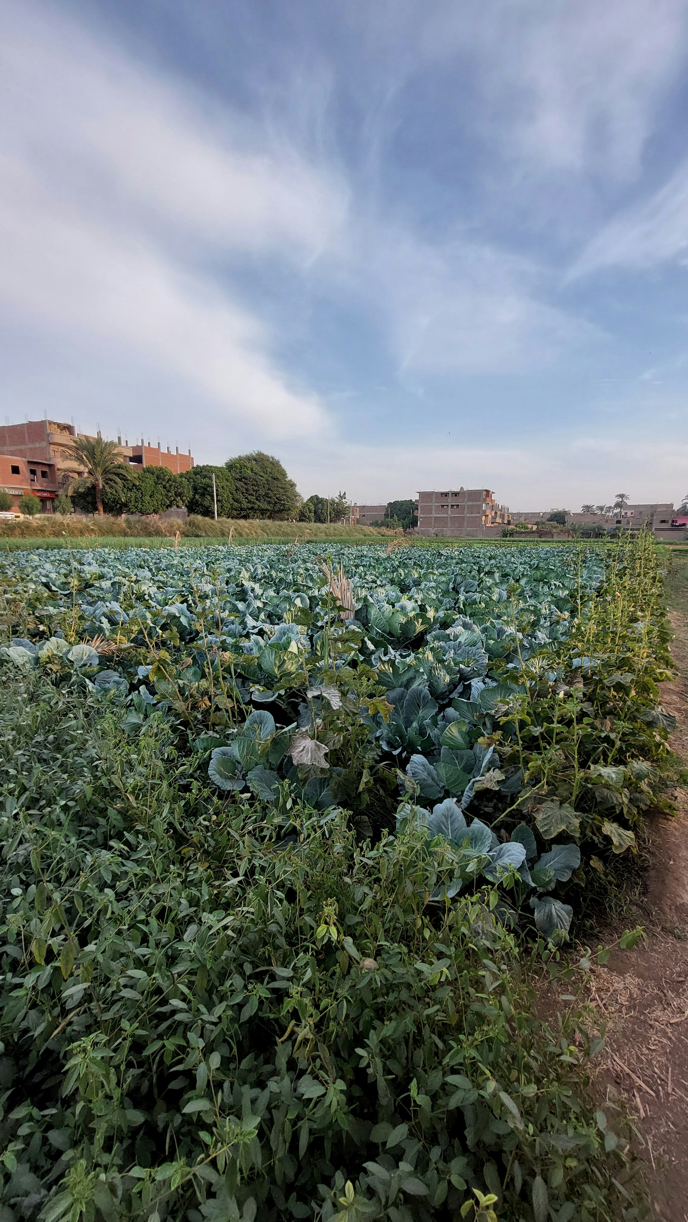 Quality Agro Inputs for Farmers