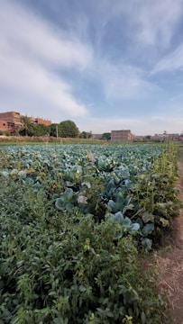 A vast agricultural field filled with green leafy crops extends toward the horizon. In the distance, several buildings are visible, some with palm trees nearby. The sky above is partly cloudy with patches of blue.