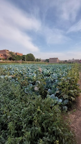 A vast agricultural field filled with green leafy crops extends toward the horizon. In the distance, several buildings are visible, some with palm trees nearby. The sky above is partly cloudy with patches of blue.